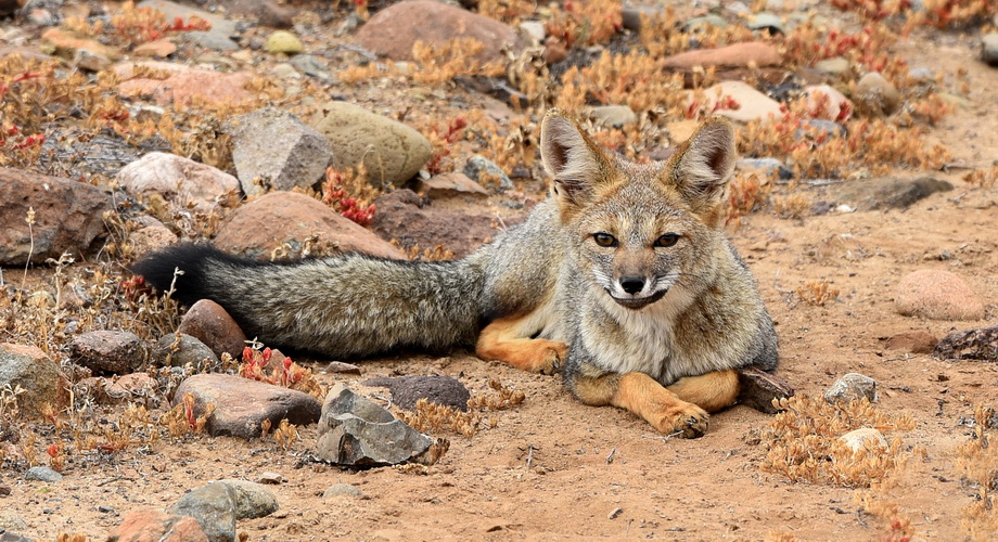 Fuchs in Chile